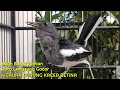 Download Lagu Kicauan Burung Kacer Betina Bikin Emosi Burung Jantan