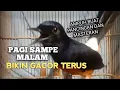 Download Lagu MURAI BATU GACOR bikin EMOSI Lawan jadi NYAUT BUNYI BONGKAR MATERI ISIAN Ampuh buat PANCINGAN MURAI 