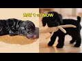 Poodle Puppy Street Rescue Adoption From Homeless to Forever Home Full Story