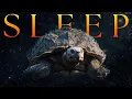 The TURTLE That CARRIES Worlds DISCWORLD S Creation LORE to SLEEP to