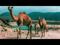 Camel images relaxing sleep music