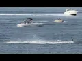 Orcas at Fox Island Fishing Pier