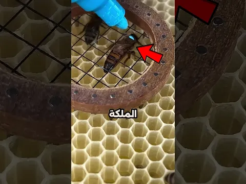 لماذا يضع هذا الرجل نقطة زرقاء على ملكة النحل؟😱