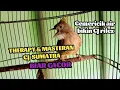 Download Lagu Cucak Jenggot Sumatra Gacor Panjang - Pancinga dan Masteran