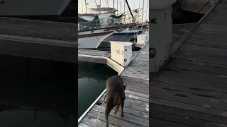 #fyp #dream #doberman #doberman #youtube
