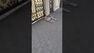 ياصاحب الكلب انقذني    اكبر خرشة ونحشة دندنها