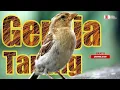 Download Lagu MASTERAN EFEKTIF MUDAH DITIRU, TEMBAKAN TAJAM GEREJA TARUNG