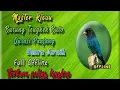 Download Lagu 10 jam Nonstop | Masteran Suara Burung Tengkek Buto | Audio Jernih + Jeda
