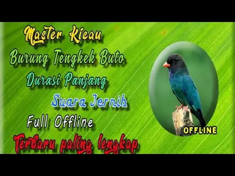 Download MP3 10 jam Nonstop | Masteran Suara Burung Tengkek Buto | Audio Jernih + Jeda