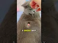 Download Lagu This Cat Eats All The Fish And This Happened Next 😂 #shorts