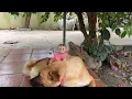 Download Lagu WOW Sweet Friendship Baby Luna Sit And Play On Sister DOuDOu