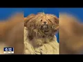 Horrifically matted dog get a new look and a new home