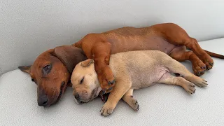 A rescued male dachshund is a qualified Shiba Inu puppy mother. The puppy lost its mother.So cute