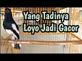 Download Lagu Terapi Menaikan Mental Kacer Down Langsung Emosi Gacor yG Tadinya Loyo Langsung ON Play