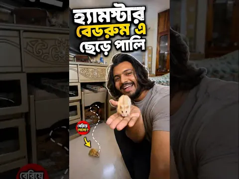 বেডরুমে হ্যামস্টার ছেড়ে পালছি ১ বছর ধরে #doggosage