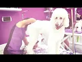 Simply Irresistible Pets Port Orchard Best Pet Grooming Service In Kitsap