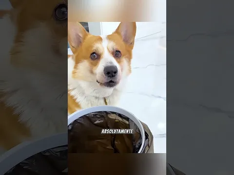 El Perro que Solo Consiguió 2 Likes 🐶🛹😂 #peliculas