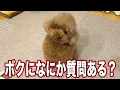 Download Lagu 視聴者さんからの質問に答えまくる！【質問コーナー2025】
