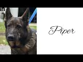 ADOPTED Piper - German Shepherd Available for Adoption in Matthews NC