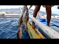 Download Lagu #اجدد طريقة صيد ف جزيرة الدبه                                      #fishing #اكسبلور #fish #food 
