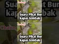 Download Lagu Suara Pikat Burung kapas Tembak