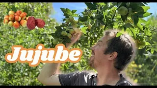 عناب  ساده ترین و دست کم گرفته شده ترین درخت میوه دندنها