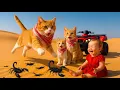 Download Lagu Mama Cat Trims Fur on the Farm and Makes Tiger Hat For Kittens At Home🐾🎩🐯