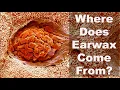 Where Does Earwax Come From