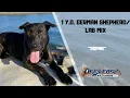 GERMAN SHEPHERD LAB TRAINING