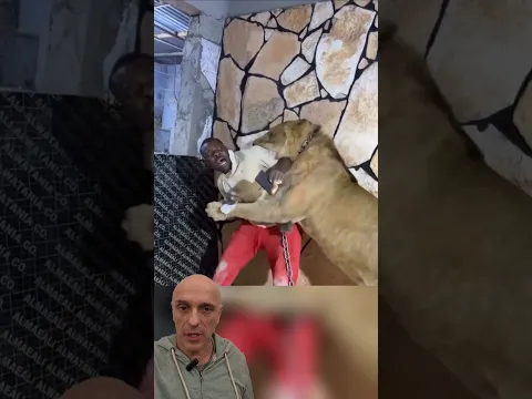 UMA SURPRESA DE AMIGO! Pergunte ao Biólogo Guilherme Domenichelli #animals #lion #natureza #leão