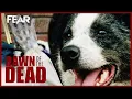 Download Lagu Chips the Dog vs Zombies | Dawn of the Dead (2004) | Fear