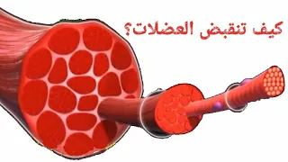 آلية الإنقباض العضلي 