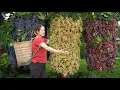 Download Lagu Young Girl Harvests 101KG of Rare Black Grapes | Bringing Fresh Sweetness to the Village Market