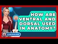 How Are Ventral And Dorsal Used In Anatomy - All About Anatomy Answers