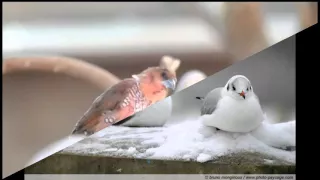 العصفور النور الجيلاني دندنها
