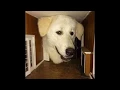 i put okami music over cursed images of dogs