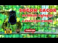 Download Lagu MASTERAN SOGON GACOR PENJEBOL EMOSI SOGON MACET BUNYI TUNGGU 1 MENIT PASTI SOGON RESPON ! #PART 284