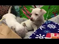 El Paso Animal Services Pawcast - January 2018