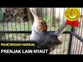 Download Lagu Suara Prenjak Betina Gacor Narung Ampuh Pancing Birahi Prenjak Jantan jadi Cepat Gacor
