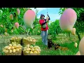 Download Lagu FULL:Harvest Pink Mangoes Goes To Market Sell,Making Dried Snakehead Fish Mango Salad,Garden.