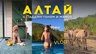 НА АЛТАЙ С ПАДДИНГТОНОМ И МАМОЙ/сердечный приступ у Падди/необычные отели/красивейшая дорога/vlog