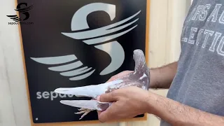                دندنها