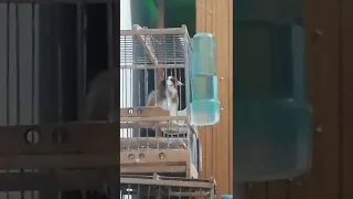 حسون خلوي مغربي رووووووعة عمره 10 سنوات من منطقة زاكورة جنوب المغرب 