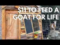 How To Feed Goats Without The Feed Store Forage Growing Hay and Grains
