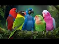 Lagu The Magical World of Parrots 🦜 | Calming Bird Sounds \u0026 Healing Nature Ambience for Deep Relaxation 🌿