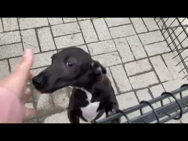 動画