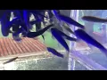 Download Lagu #heaven #fish #relaxation #fishpedicure #mindrelaxation