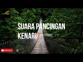 Download Lagu Audio terapi untuk masteran kenari macet