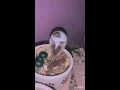 about two mice eating blueberries the 1 time
