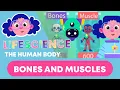 BONES MUSCLES The human body Science FuseSchool Kids